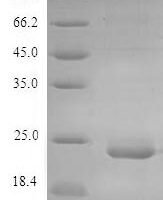 Mouse C-type lectin domain family 4 member E (Clec4e), partial Recombinant Protein - BioCrest Sci