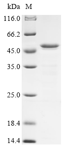 Pseudomonas aeruginosa Serralysin (aprA), partial Recombinant Protein, Pseudomonas aeruginosa (strain ATCC 15692 / PAO1 / 1C / PRS 101 / LMG 12228), E.coli, N-terminal 6xHis-tagged, 50.6 kDa, purity >≥ 85% as determined by SDS-PAGE.