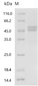 Human Tumor necrosis factor ligand superfamily member 10 (TNFSF10), partial Recombinant Protein, C-mFc2a, Homo sapiens (Human), Mammalian cell, C-terminal mFc2a-tagged, 48.8 kDa, purity >≥ 95% as determined by SDS-PAGE.
