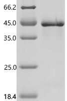 Mouse Protein Wnt-5b (Wnt5b) Recombinant Protein - BioCrest Sci