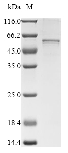Mouse Collagen alpha-1 (XXVI) chain (Col26a1) Recombinant Protein, Mus musculus (Mouse), Baculovirus, N-terminal 10xHis-tagged and C-terminal Myc-tagged, 47.7 kDa, purity >≥ 85% as determined by SDS-PAGE.