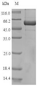 Arabidopsis thaliana Arabidopsis thaliana (AUR1) Recombinant Protein, Arabidopsis thaliana (Mouse-ear cress), E.coli, N-terminal 10xHis-SUMO-tagged and C-terminal Myc-tagged, 54.0 kDa, purity >≥ 90% as determined by SDS-PAGE.