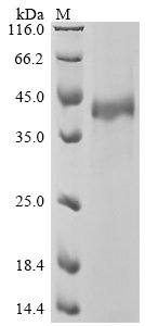Human TGF-beta receptor type-1 (TGFBR1), partial Recombinant Protein, Homo sapiens (Human), Mammalian cell, C-terminal hFc1-tagged, 39.0 kDa, purity >≥ 90% as determined by SDS-PAGE.