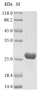 Human Insulin-like growth factor 1 receptor (IGF1R), partial Recombinant Protein, N-His, aa 763–931, E.coli, Homo sapiens (Human), E.coli, N-terminal 6xHis-tagged, 23.4 kDa, purity >≥ 90% as determined by SDS-PAGE.