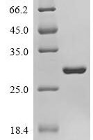 Escherichia coli O157:H7 Putative NAD(P)H nitroreductase YdjA (ydjA) Recombinant Protein - BioCrest Sci
