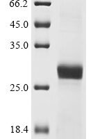 Naja atra Cobrotoxin Recombinant Protein - BioCrest Sci