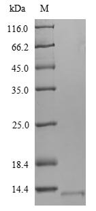 Mycobacterium tuberculosis 6 kDa early secretory antigenic target (esxA), partial Recombinant Protein, Mycobacterium tuberculosis (strain CDC 1551 / Oshkosh), Yeast, N-terminal 6xHis-tagged, 11.3 kDa, purity >≥ 90% as determined by SDS-PAGE.