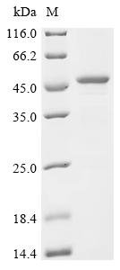 Human Sharpin (SHARPIN) Recombinant Protein, Homo sapiens (Human), E.coli, N-terminal 10xHis-tagged and C-terminal Myc-tagged, 47.4 kDa, purity >≥ 85% as determined by SDS-PAGE.