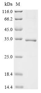 Bothrops atrox Thrombin-like enzyme batroxobin Recombinant Protein, Bothrops atrox (Barba amarilla) (Fer-de-lance), E.coli, C-terminal 6xHis-tagged, 32.4 kDa, purity >≥ 85% as determined by SDS-PAGE.
