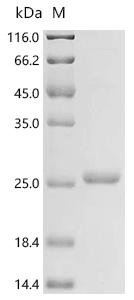 Mycobacterium bovis Cell surface glycolipoprotein MPB83 (mpb83), Biotinylated Recombinant Protein, Mycobacterium bovis (strain ATCC BAA-935 / AF2122/97), E.coli, N-terminal 6xHis-Avi-tagged, 22.9 kDa, purity >≥ 95% as determined by SDS-PAGE.