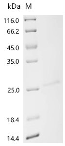 Human Ras-related protein Rab-27A (RAB27A) Recombinant Protein, Homo sapiens (Human), Yeast, N-terminal 6xHis-tagged, 26.2 kDa, purity >≥ 95% as determined by SDS-PAGE.
