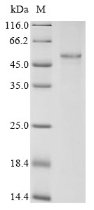 Mouse Forkhead box protein P3 (Foxp3) Recombinant Protein, Mus musculus (Mouse), E.coli, N-terminal 10xHis-tagged and C-terminal Myc-tagged, 53.5 kDa, purity >≥ 85% as determined by SDS-PAGE.