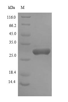 Prevotella intermedia Alkaline phosphatase Recombinant Protein, Prevotella intermedia, E.coli, N-terminal 10xHis-GST-tagged and C-terminal Myc-tagged, 32.1 kDa, purity >≥ 85% as determined by SDS-PAGE.