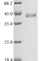 Mouse Protein Wnt-4 (Wnt4) Recombinant Protein, C-His, aa 23–351, Mammalian cell - BioCrest Sci