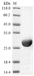 Mouse Ras-related protein Rab-10 (Rab10) Recombinant Protein, Mus musculus (Mouse), E.coli, N-terminal 6xHis-tagged, 26.6 kDa, purity >≥ 85% as determined by SDS-PAGE.