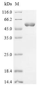 Rabbit 4F2 cell-surface antigen heavy chain (SLC3A2), partial Recombinant Protein, Oryctolagus cuniculus (Rabbit), E.coli, C-terminal 6xHis-tagged, 53.5 kDa, purity >≥ 85% as determined by SDS-PAGE.