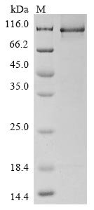 Human Amyloid beta A4 precursor protein-binding family A member 2 (APBA2) Recombinant Protein, Homo sapiens (Human), E.coli, N-terminal 10xHis-tagged and C-terminal Myc-tagged, 90.0 kDa, purity >≥ 85% as determined by SDS-PAGE.