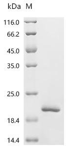 Simian retrovirus SRV-1 Gag polyprotein (gag), partial Recombinant Protein, C-His, aa 2–100, Yeast, Simian retrovirus SRV-1, Yeast, C-terminal 6xHis-tagged, 35.3 kDa, purity >≥ 95% as determined by SDS-PAGE.