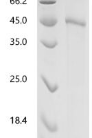 Mouse Protein Wnt-7b (WNT7B) Recombinant Protein - BioCrest Sci