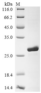 Drosophila melanogaster Small ribosomal subunit protein uS10m (mRpS10) Recombinant Protein, N-His, Drosophila melanogaster (Fruit fly), E.coli, N-terminal 6xHis-tagged, 24.1 kDa, purity >≥ 90% as determined by SDS-PAGE.