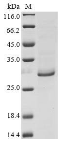 Epstein-Barr virus Secreted protein BARF1 (BARF1) Recombinant Protein, N-10His/C-Myc, Epstein-Barr virus (strain B95-8) (HHV-4) (Human herpesvirus 4), Baculovirus, N-terminal 10xHis-tagged and C-terminal Myc-tagged, 26.3 kDa, purity >≥ 85% as determined by SDS-PAGE.