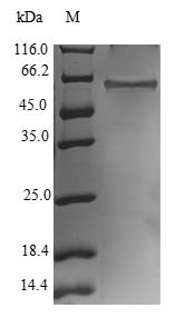 Human E3 ubiquitin-protein ligase NRDP1 (RNF41) Recombinant Protein, Homo sapiens (Human), E.coli, N-terminal GST-tagged, 62.9 kDa, purity >≥ 90% as determined by SDS-PAGE.