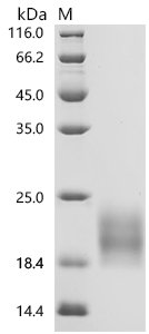 Rat Gastric inhibitory polypeptide receptor (Gipr), partial Recombinant Protein, Rattus norvegicus (Rat), Baculovirus, C-terminal 10xHis-tagged, 14.8 kDa, purity >≥ 95% as determined by SDS-PAGE.