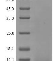 Hypocrea jecorina Hydrophobin-2 (hfb2) Recombinant Protein, N-His - BioCrest Sci