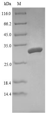 Mouse Angiogenin-4 (Ang4) Recombinant Protein, Mus musculus (Mouse), E.coli, N-terminal 6xHis-SUMO-tagged and C-terminal Myc-tagged, 31.4 kDa, purity >≥ 85% as determined by SDS-PAGE.
