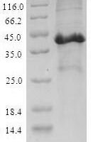 Mouse Secretoglobin family 3A member 2 (Scgb3a2) Recombinant Protein, N-His-GST - BioCrest Sci