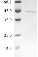 Thermomonas fusca Amidohydrolase family protein (E5S66_04885) Recombinant Protein, C-His - BioCrest Sci