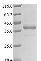 Danio rerio Interferon-induced GTP-binding protein MxA (mxa), partial Recombinant Protein - BioCrest Sci
