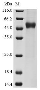 Human Interleukin-15 (IL15) Recombinant Protein, C-hFc1-Myc, Homo sapiens (Human), Mammalian cell, C-terminal hFc1-Myc-tagged, 41.7 kDa, purity >≥ 85% as determined by SDS-PAGE.