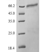 Mouse Protein disulfide-isomerase A2 (Pdia2) Recombinant Protein, N-His-SUMO - BioCrest Sci