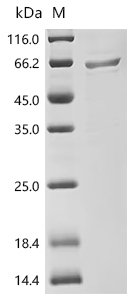 Human Transcription factor EB (TFEB) Recombinant Protein, N-His, Homo sapiens (Human), E.coli, N-terminal 6xHis-tagged, 58.8 kDa, purity >≥ 85% as determined by SDS-PAGE.
