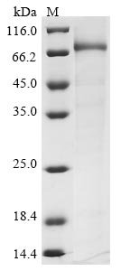 Human Choline O-acetyltransferase (CHAT),Partial Recombinant Protein, N-His, Homo sapiens (Human), E.coli, N-terminal 6xHis-tagged, 72.7 kDa, purity >≥ 85% as determined by SDS-PAGE.