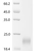Mouse Leukemia inhibitory factor (Lif) Recombinant Protein, C-His, aa 24–203, Yeast - BioCrest Sci