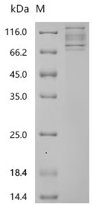 HumanReceptor-type tyrosine-protein phosphatase alpha (PTPRA)-Detergent Recombinant Protein, Homo sapiens (Human), Mammalian cell, N-terminal 10xHis-tagged and C-terminal Twin-Strep-tagged, 93.1 kDa, purity >≥ 85% as determined by SDS-PAGE.