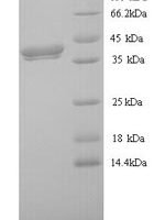 Xenopus laevis Protein Wnt-8 (wnt8) Recombinant Protein, N-His - BioCrest Sci