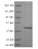 Arabidopsis thaliana Probable WRKY transcription factor 2 (WRKY2), partial Recombinant Protein, N-His, aa 175–405, Yeast - BioCrest Sci
