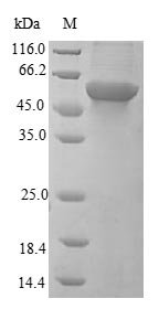 Human Insulin receptor (INSR),Partial Recombinant Protein, Homo sapiens (Human), E.coli, N-terminal 6xHis-SUMO-tagged, 47.2 kDa, purity >≥ 90% as determined by SDS-PAGE.