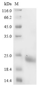 Mouse Myelin-oligodendrocyte glycoprotein (Mog), partial Recombinant Protein, Mus musculus (Mouse), Yeast, C-terminal 6xHis-tagged, 16.1 kDa, purity >≥ 90% as determined by SDS-PAGE.