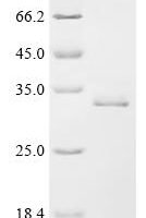 Human Transcriptional enhancer factor TEF-1 (TEAD1), partial Recombinant Protein, Tag-Free - BioCrest Sci