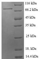 Pig E-selectin (SELE), partial Recombinant Protein, N-GST - BioCrest Sci