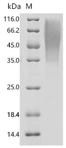 Human Leukosialin (SPN), partial Recombinant Protein, C-10His, Homo sapiens (Human), Mammalian cell, C-terminal 10xHis-tagged, 24.8 kDa, purity >≥ 95% as determined by SDS-PAGE.