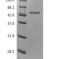 Human Inosine triphosphate pyrophosphatase (ITPA) Recombinant Protein - BioCrest Sci