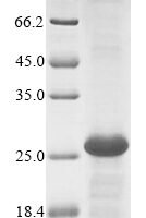 Mouse Lymphocyte antigen 75 (Ly75), partial Recombinant Protein - BioCrest Sci