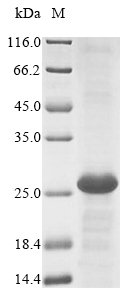 Mouse Lymphocyte antigen 75 (Ly75), partial Recombinant Protein, Mus musculus (Mouse), E.coli, N-terminal 6xHis-tagged, 25.2 kDa, purity >≥ 90% as determined by SDS-PAGE.
