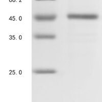 Schmidtea mediterranea Activin 1 Recombinant Protein - BioCrest Sci