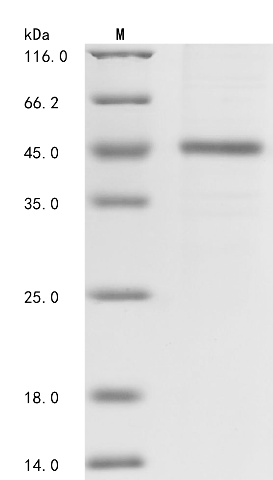 Schmidtea mediterranea Activin 1 Recombinant Protein, Schmidtea mediterranea (Freshwater planarian flatworm), E.coli, N-terminal 6xHis-tagged, 44.4 kDa, purity >≥ 85% as determined by SDS-PAGE.